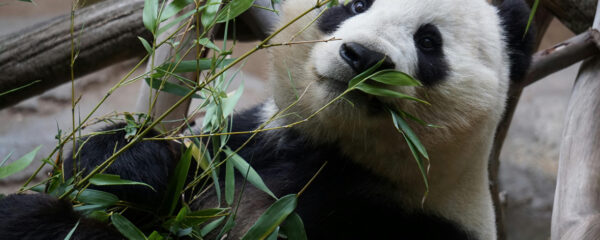 zoo clermont ferrand