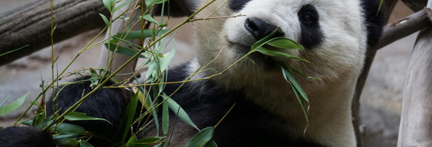 zoo clermont ferrand